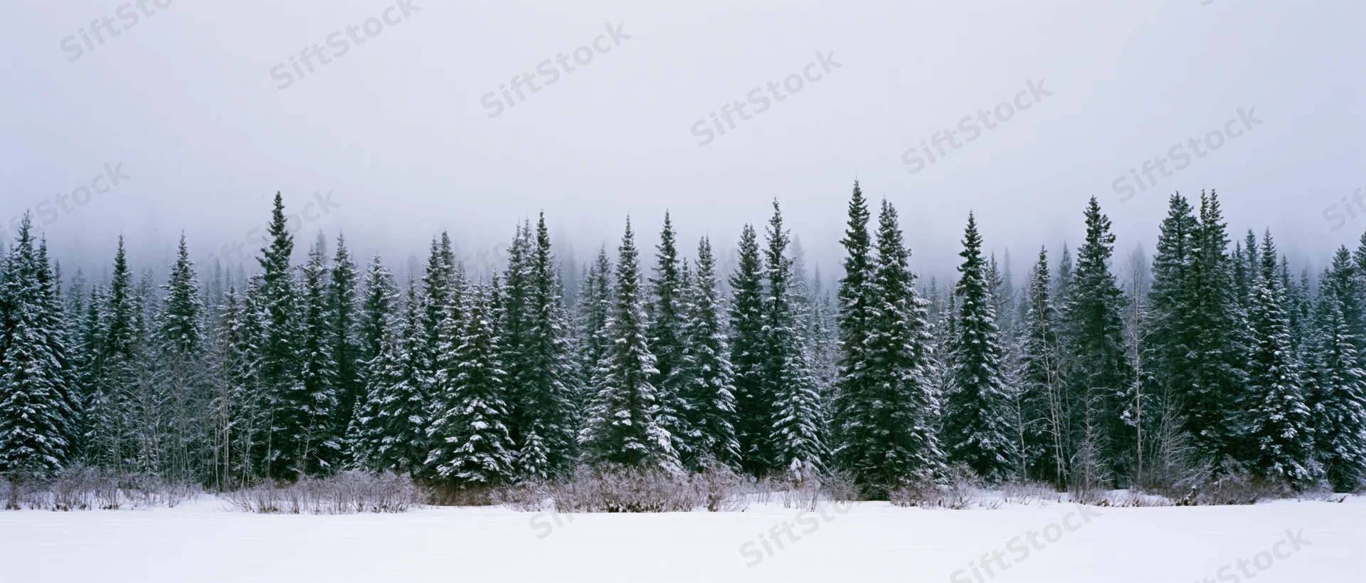 Snow-covered evergreen trees lining a frozen field under an overcast sky