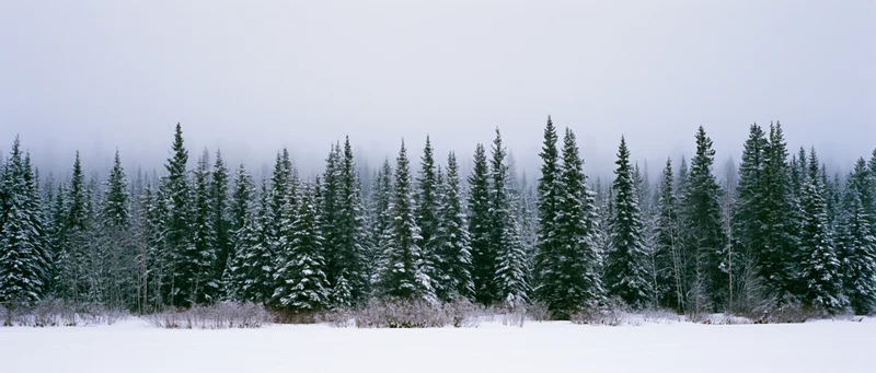 Snow-covered evergreen trees lining a frozen field under an overcast sky