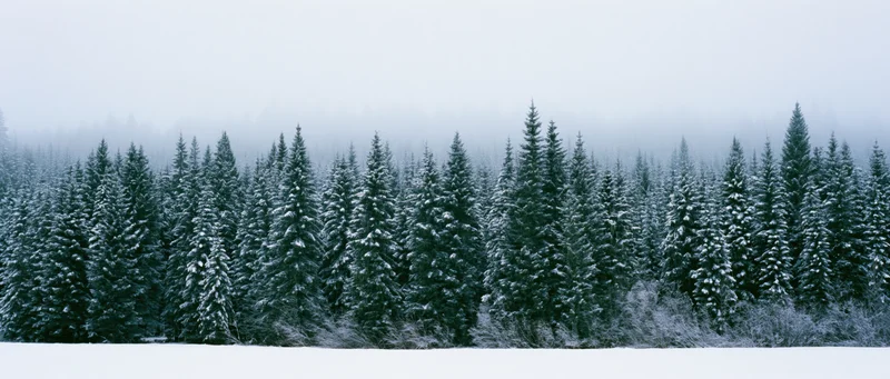 Snow-covered evergreen trees in a dense forest under foggy winter sky