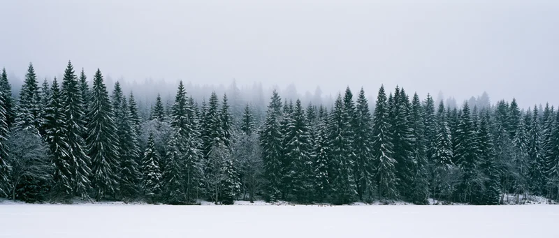 Snow-covered evergreen trees lining a frozen field under an overcast sky