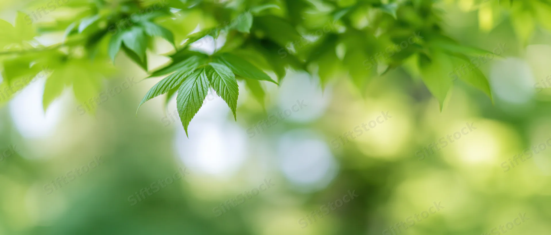 Green leaves on a tree branch in a natural outdoor setting with soft focus background