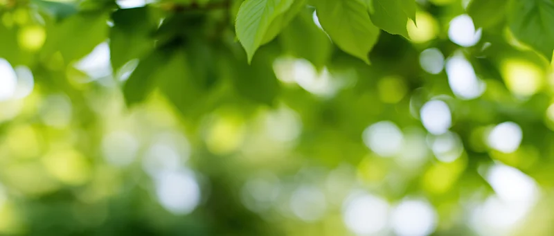 Green leaves in soft focus with sunlight filtering through the canopy