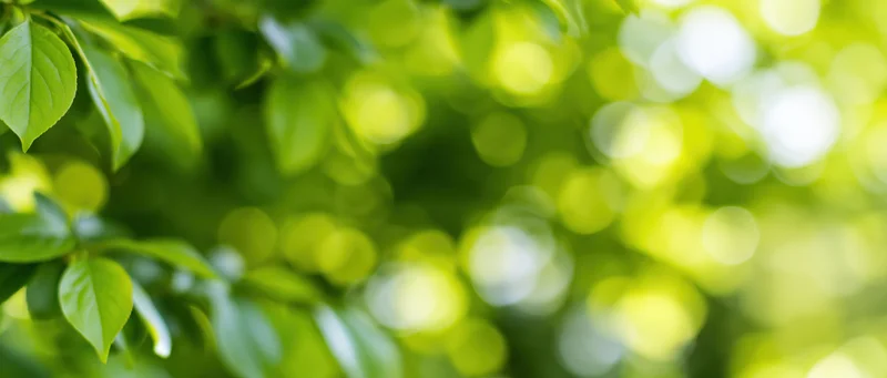 Green leaves in soft focus with sunlight creating bokeh in a natural outdoor setting