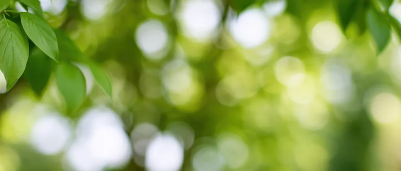 Green leaves in soft focus with sunlight creating bokeh in a natural outdoor setting