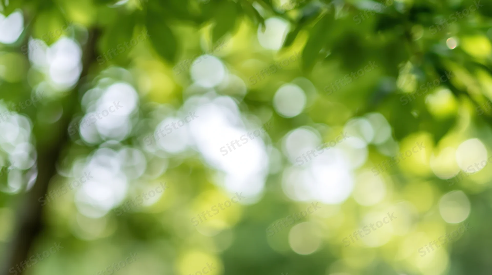 Blurred green foliage with bokeh light spots in a natural outdoor setting