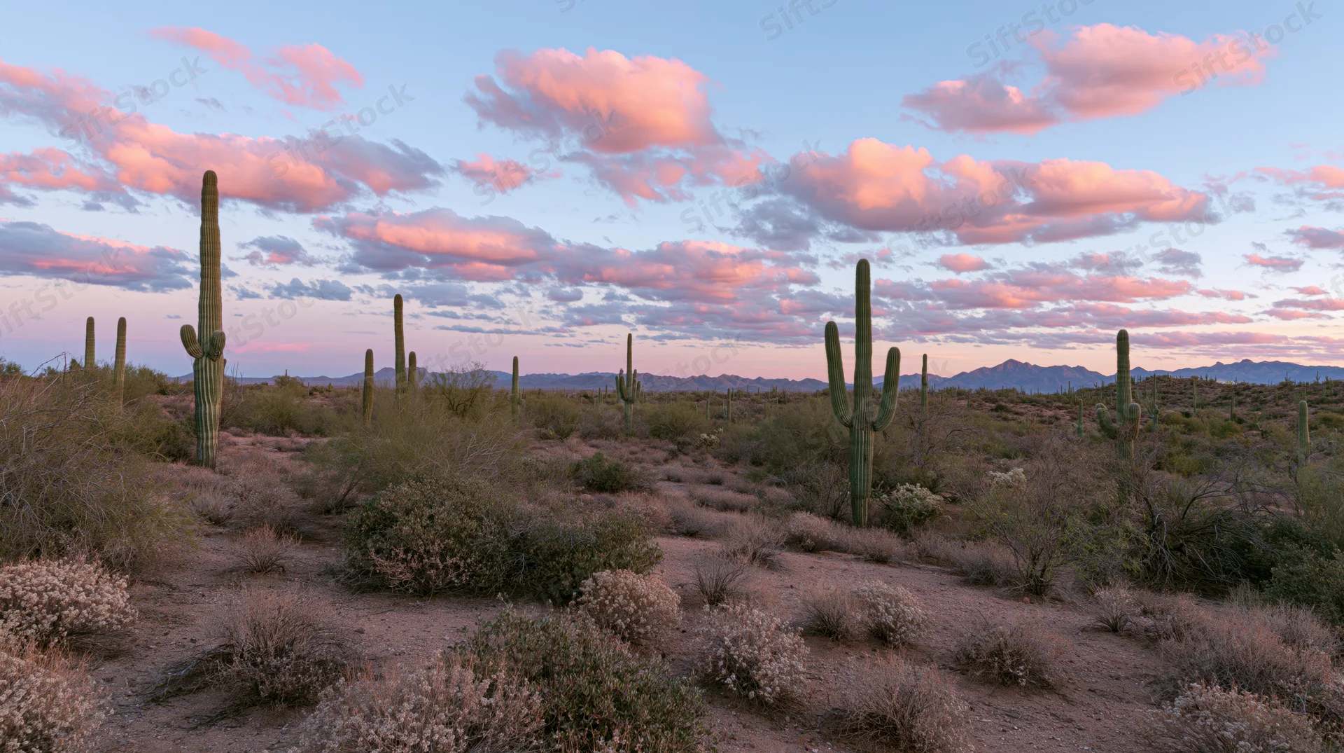 Saguaro cacti standing in a desert landscape at sunset with pink clouds and distant mountains
