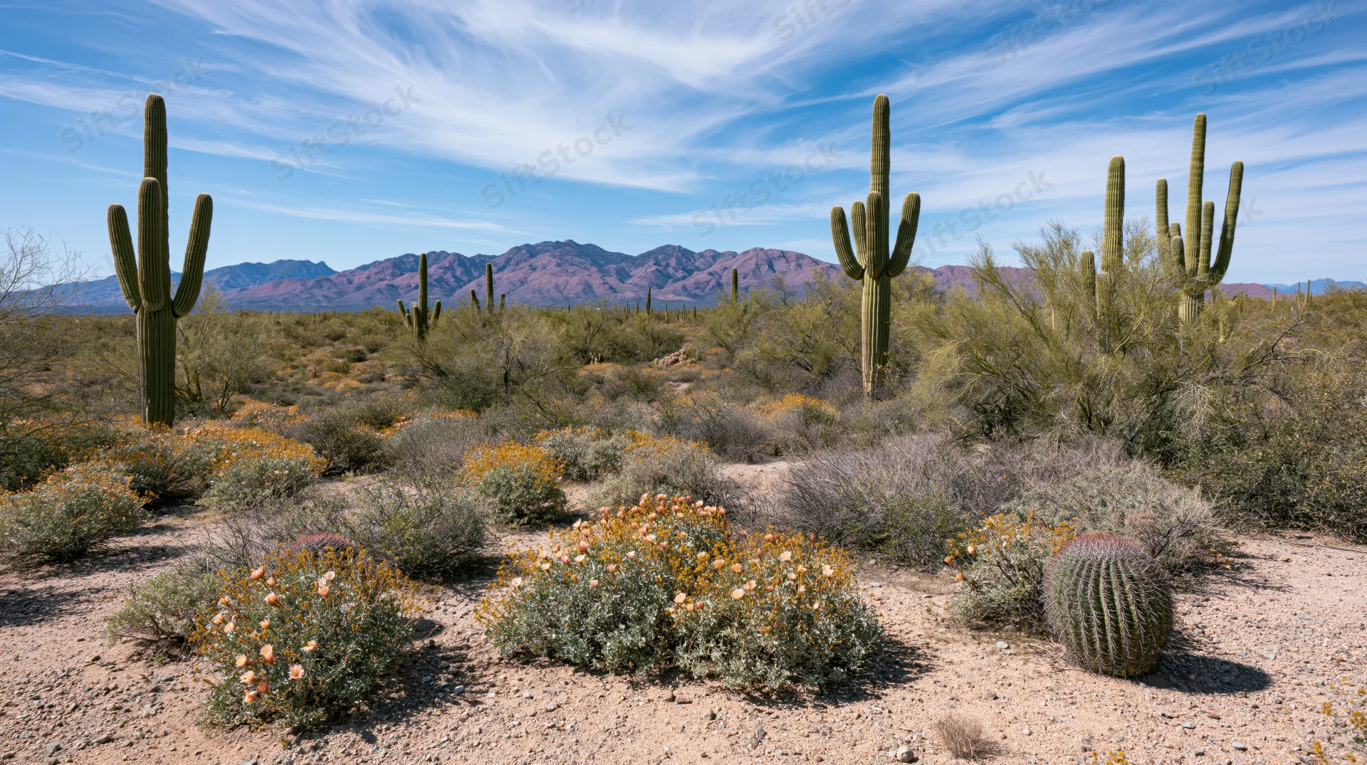 Saguaro cacti and wildflowers in a desert landscape with distant mountains under a blue sky