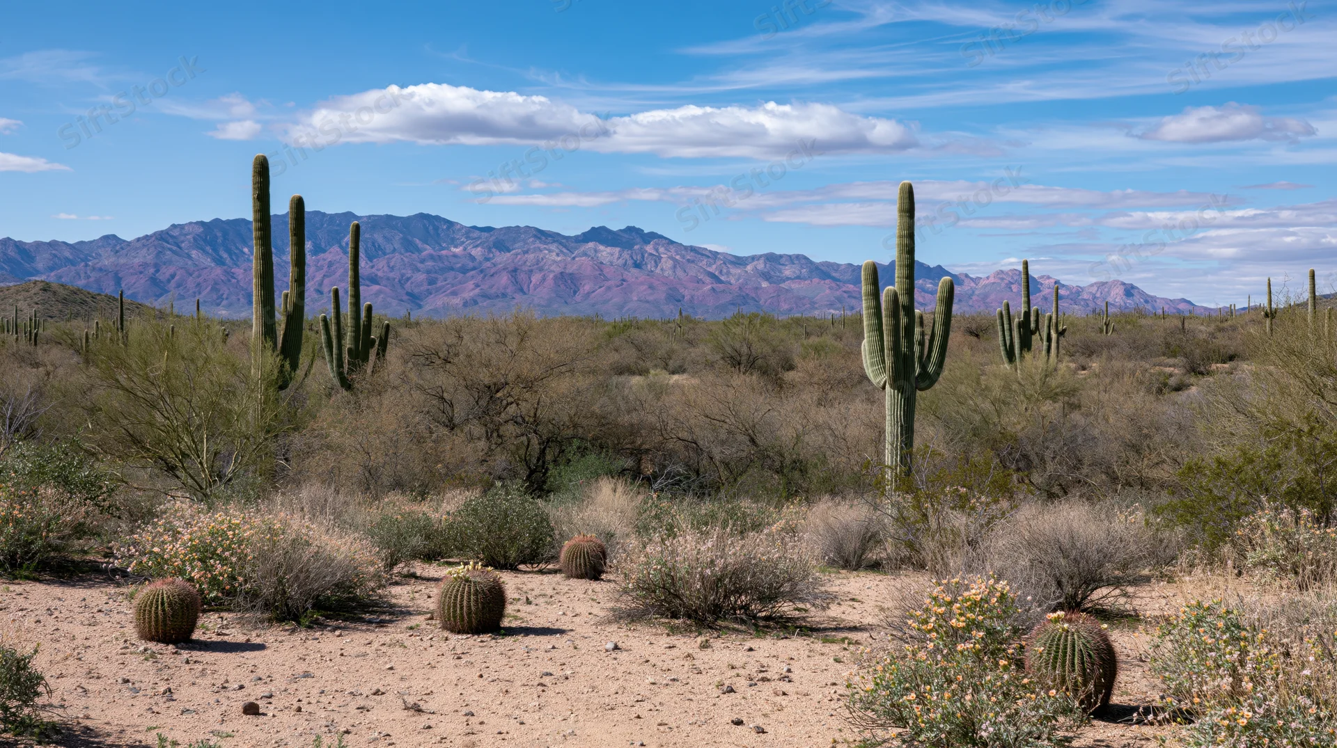 Saguaro and barrel cacti growing in a desert landscape with mountains in the background