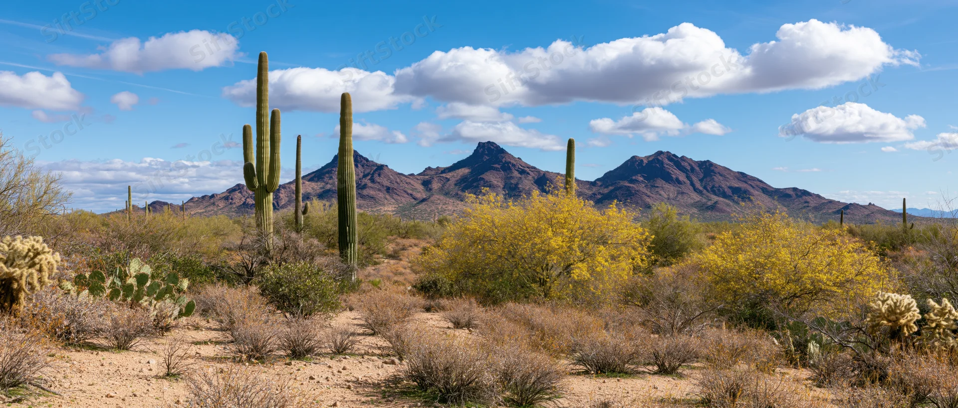 Saguaro cacti and yellow shrubs in a desert landscape with rocky mountains under a blue sky with clouds