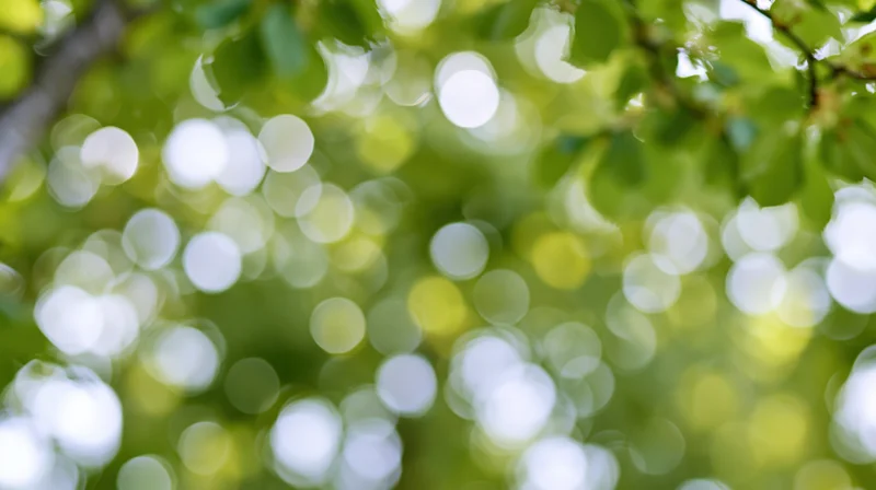 Blurred green foliage with circular bokeh light spots from sunlight filtering through leaves in a natural outdoor setting