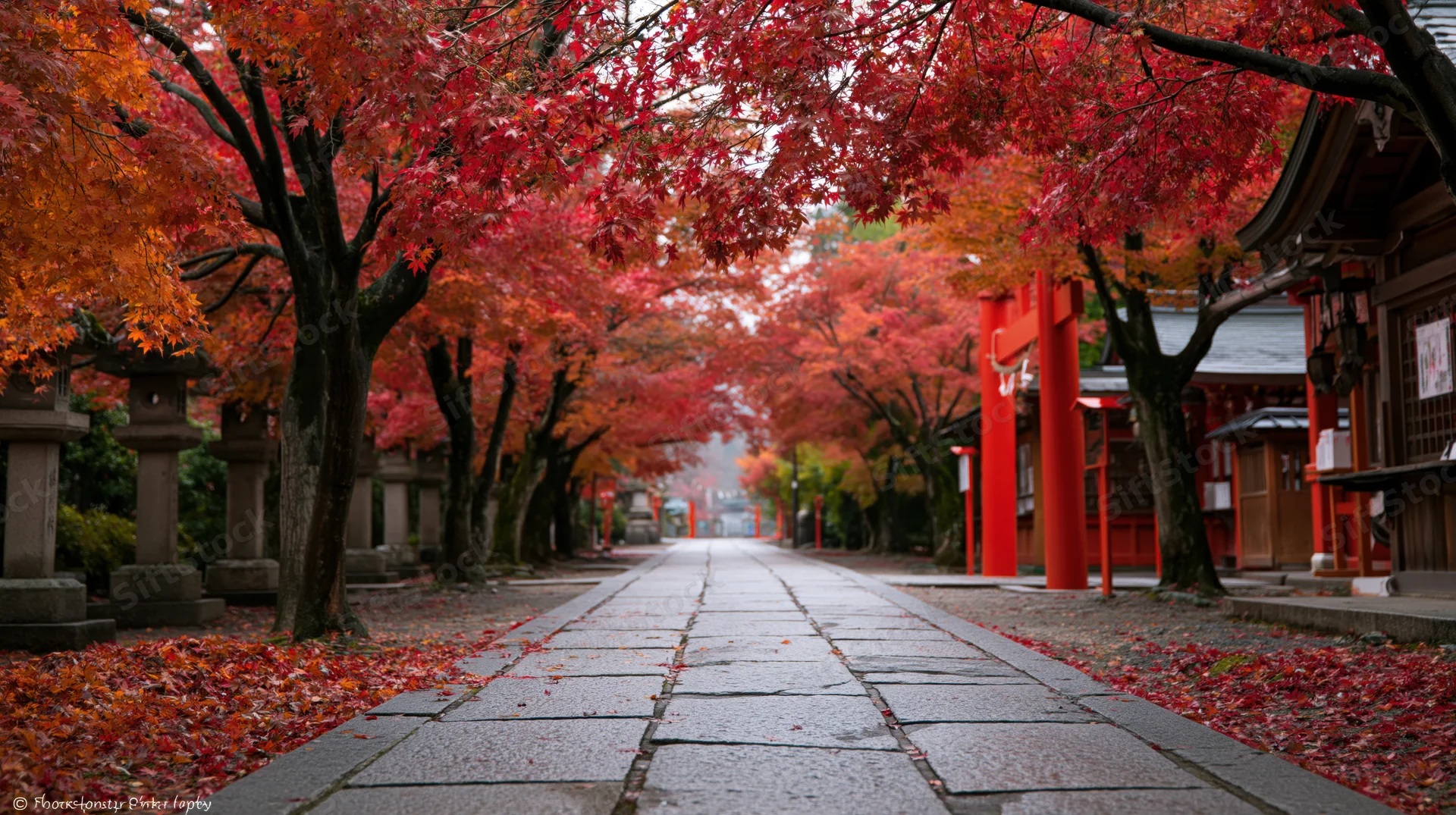 Red maple trees lining a stone pathway leading to a shinto shrine in autumn japan