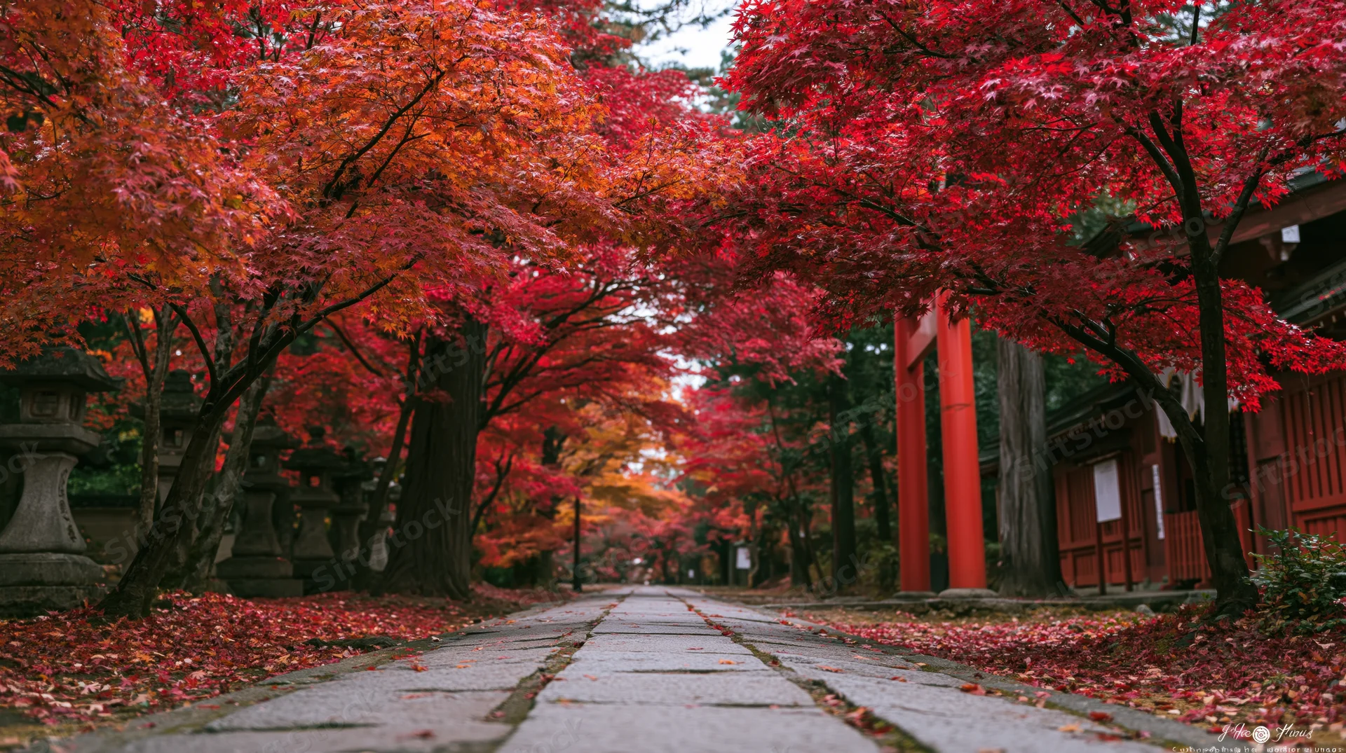Stone path lined with red maple trees leading to a shinto shrine in autumn japan