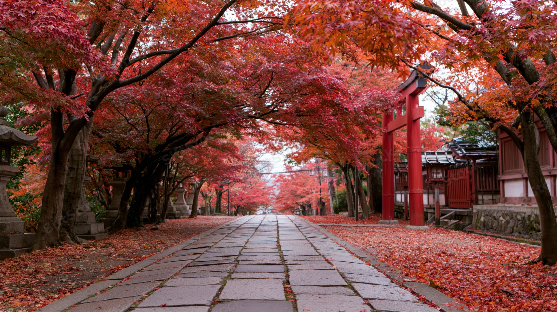 Stone path lined with red maple trees leading to a traditional Japanese shrine in autumn