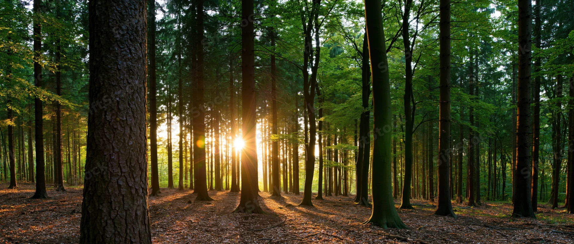 Sunlight filtering through tall trees in a dense forest at sunset