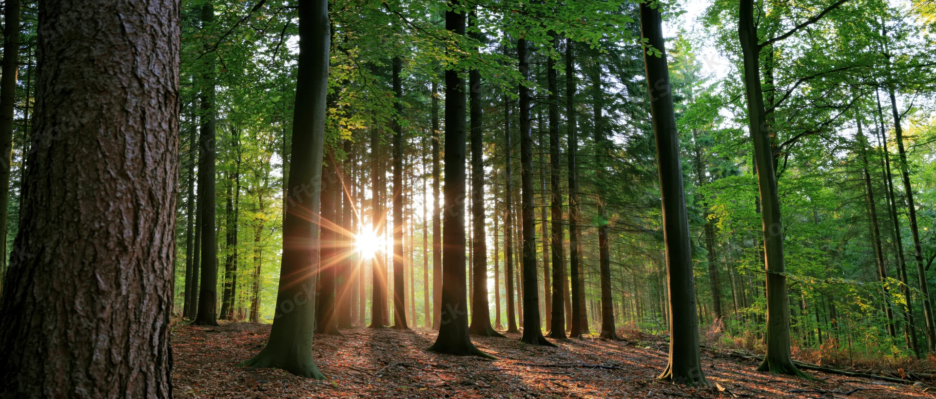 Sunlight streaming through tall trees in a dense forest at sunrise