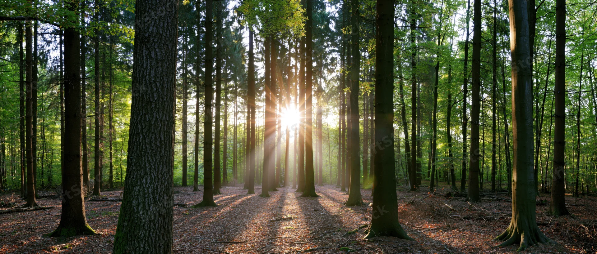 Sunlight filtering through tall trees in a forest clearing on a spring morning