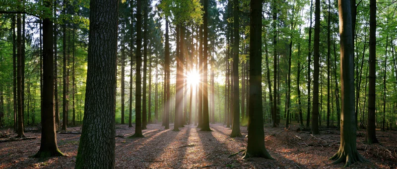 Sunlight filtering through tall trees in a forest clearing on a spring morning