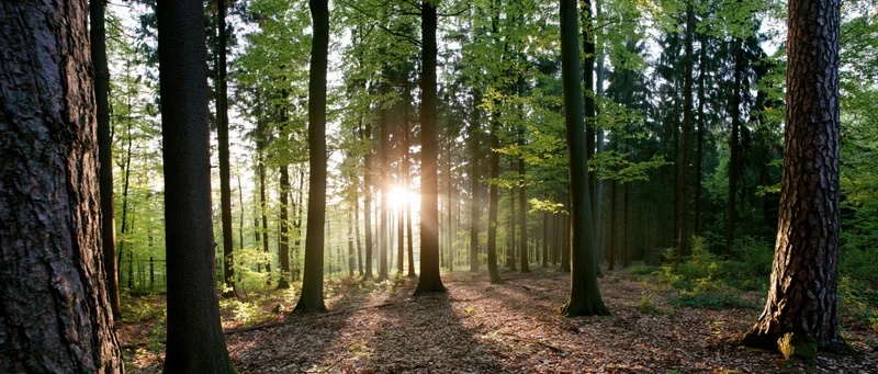 Sunlight filtering through tall trees in a dense forest with a leaf-covered path
