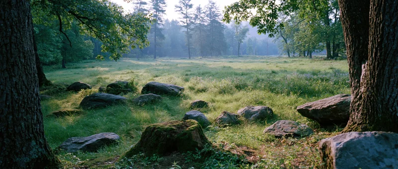 Moss-covered rocks scattered across a sunlit meadow in a forest clearing