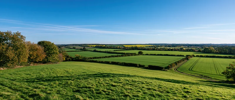 Expansive green fields and hedgerows under a clear blue sky in rural countryside