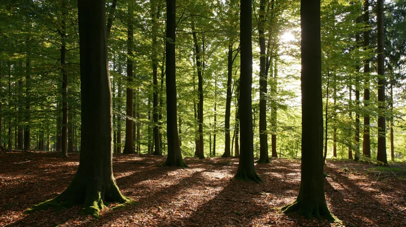 Sunlight filtering through dense beech trees in a forest during autumn, casting dappled shadows on the leaf-covered ground