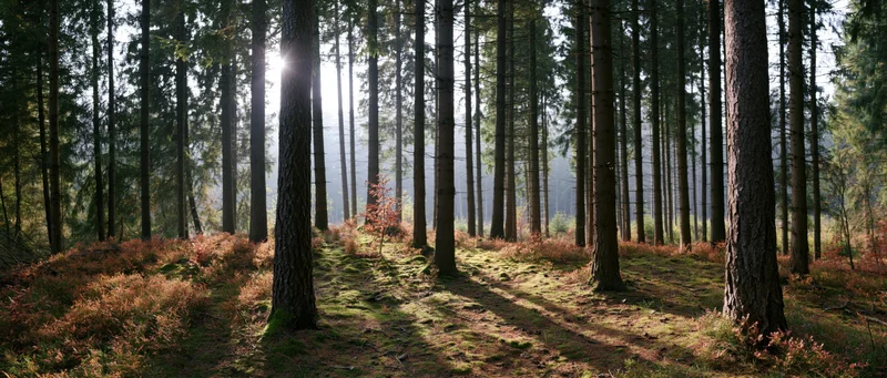 Sunlight filtering through tall pine trees in a mossy forest clearing during autumn