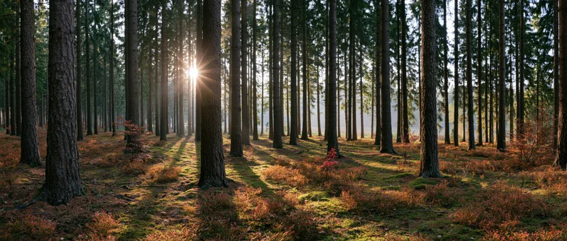 Sunlight filtering through tall pine trees in a forest clearing at dawn