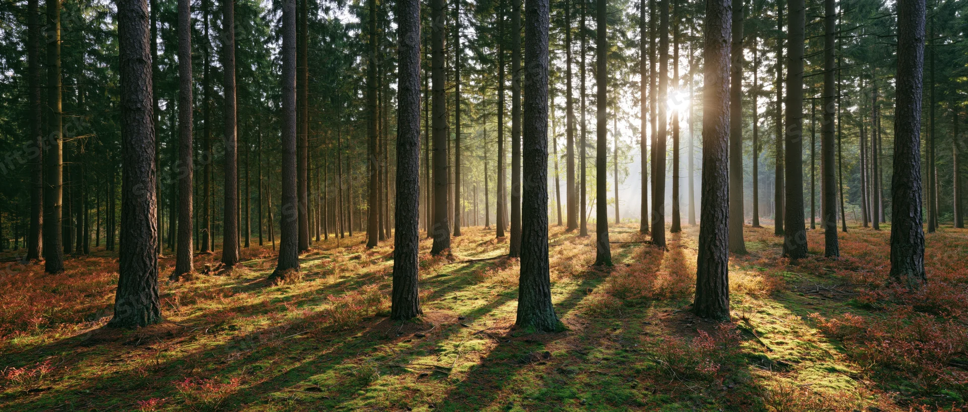 Sunlight filtering through tall pine trees in a forest clearing during morning hours