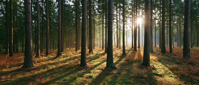 Sunlight filtering through tall pine trees in a forest clearing during morning hours