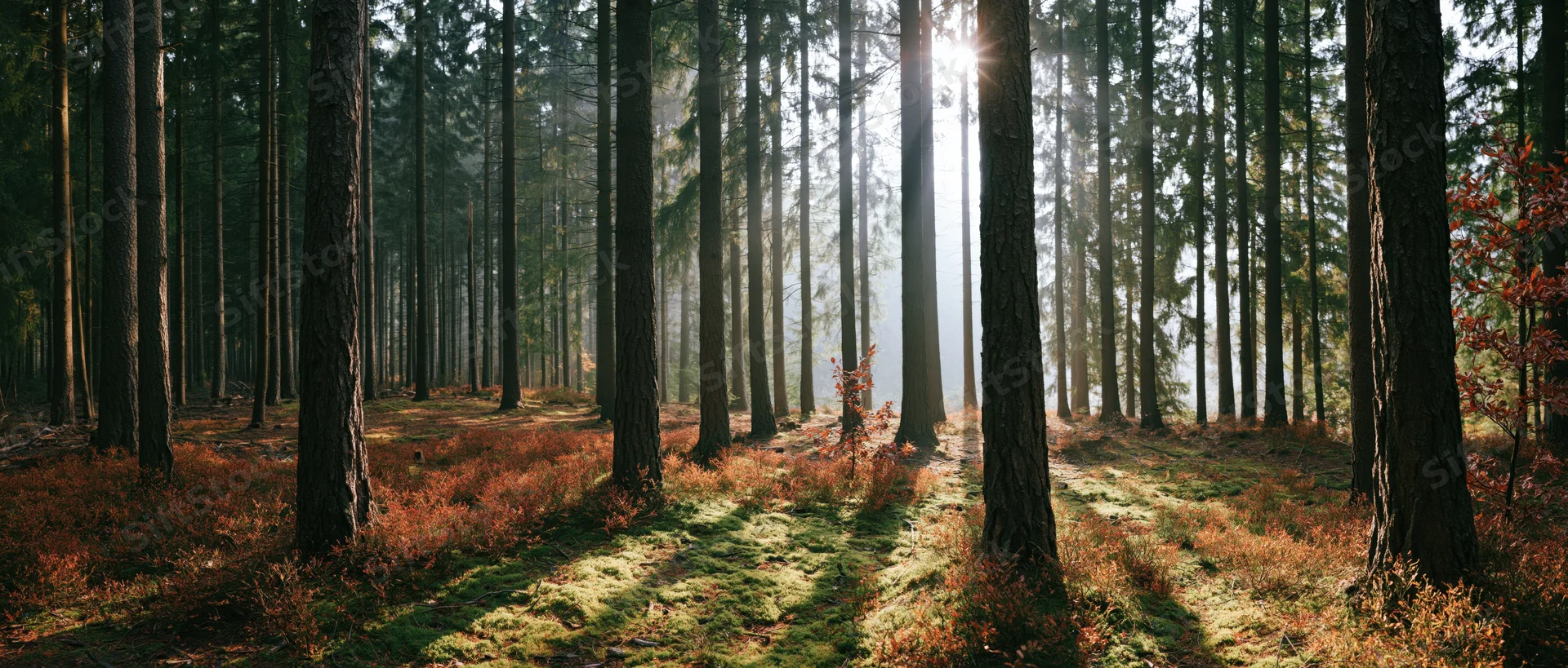 Sunlight filtering through tall pine trees in an autumn forest with mossy ground and red foliage