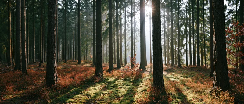 Sunlight filtering through tall pine trees in an autumn forest with mossy ground and red foliage