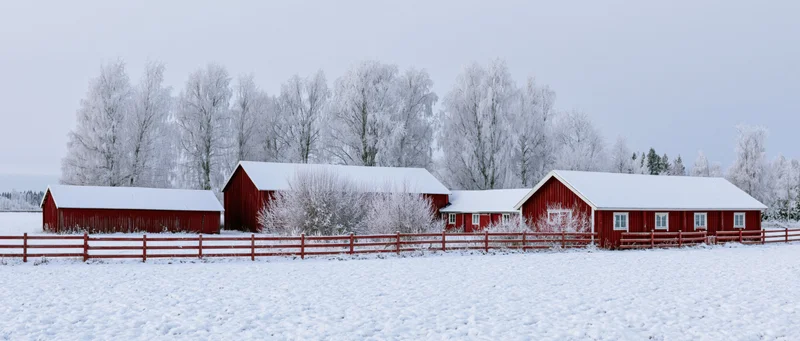 Red barns and farm buildings in snow-covered rural field with frosty trees and wooden fence