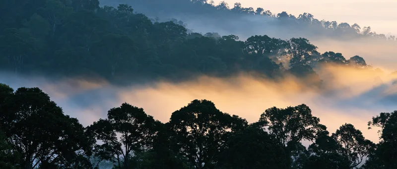 Misty forest canopy at sunrise with silhouetted trees and golden light over hills