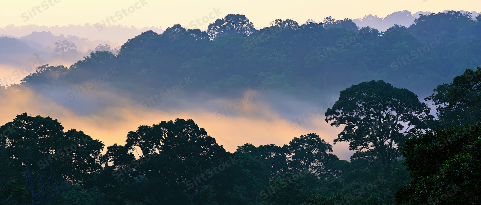 Dense tropical forest canopy at dawn with mist drifting through the trees