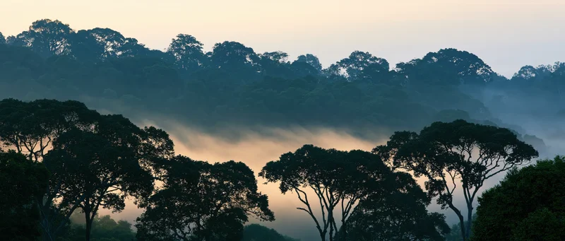 Dense tropical forest canopy silhouetted against misty dawn sky with layered fog and soft morning light