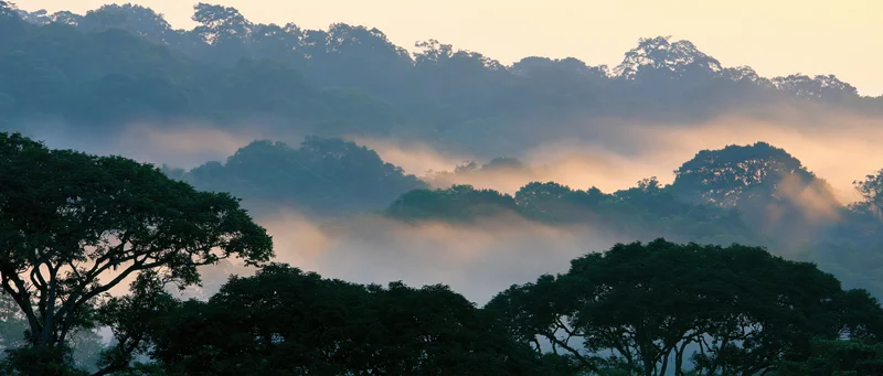 Misty forest canopy at sunrise with fog drifting between treetops in a tropical landscape