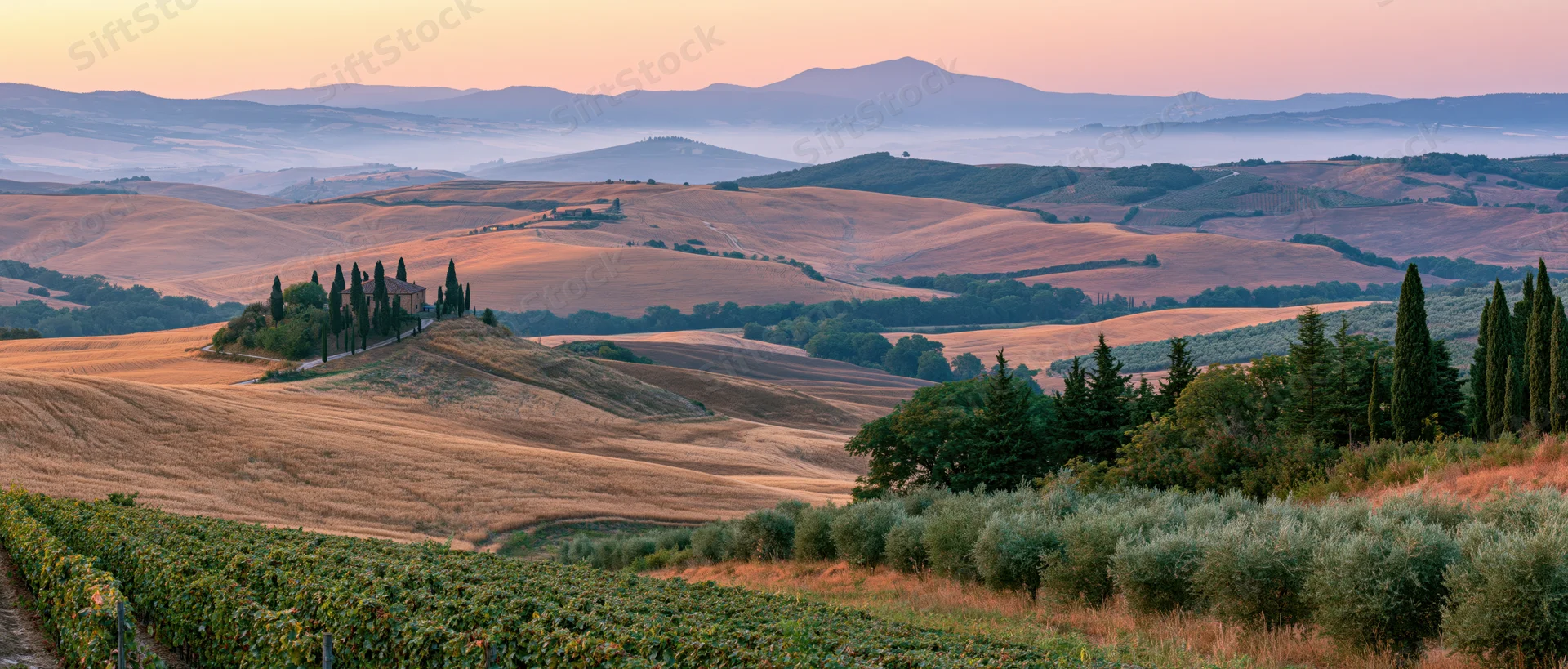 Rolling hills with vineyards and cypress trees at sunset in tuscany