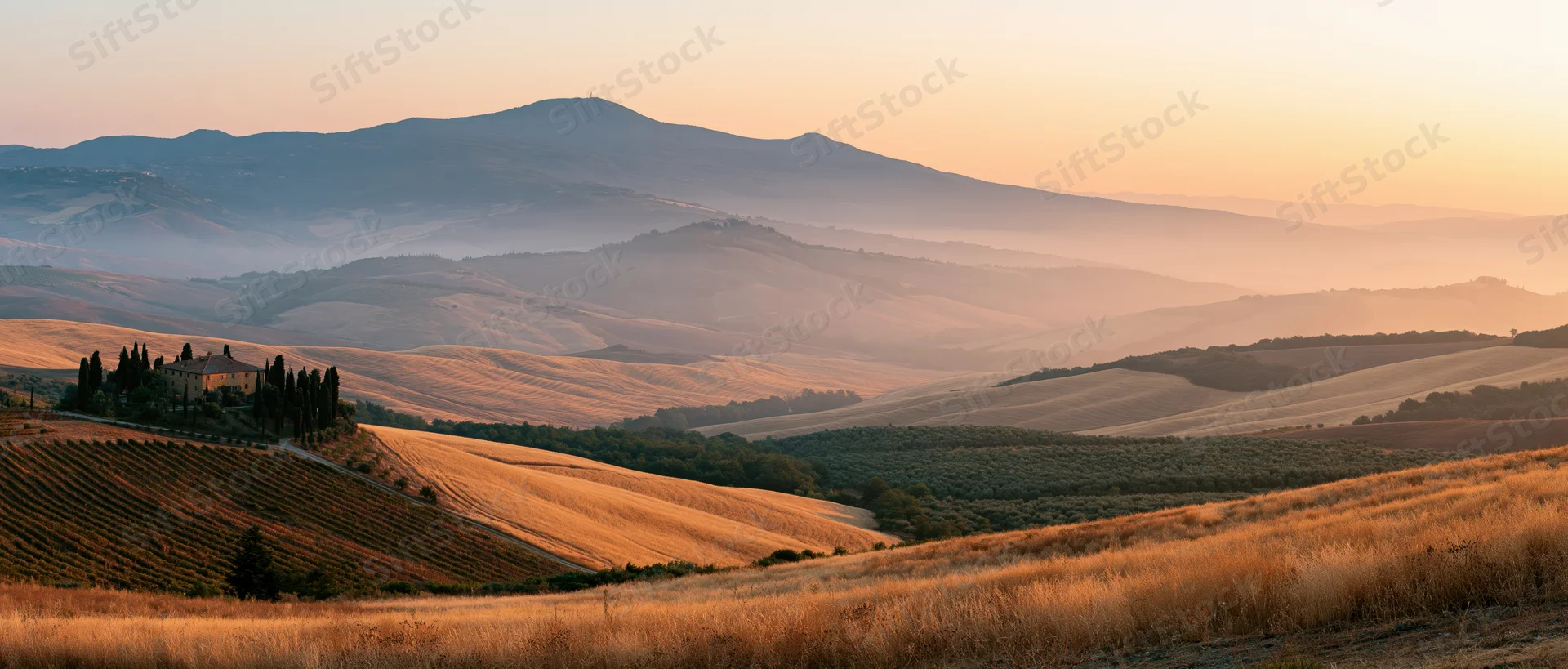 Rolling hills with vineyards and cypress trees at sunset in tuscany