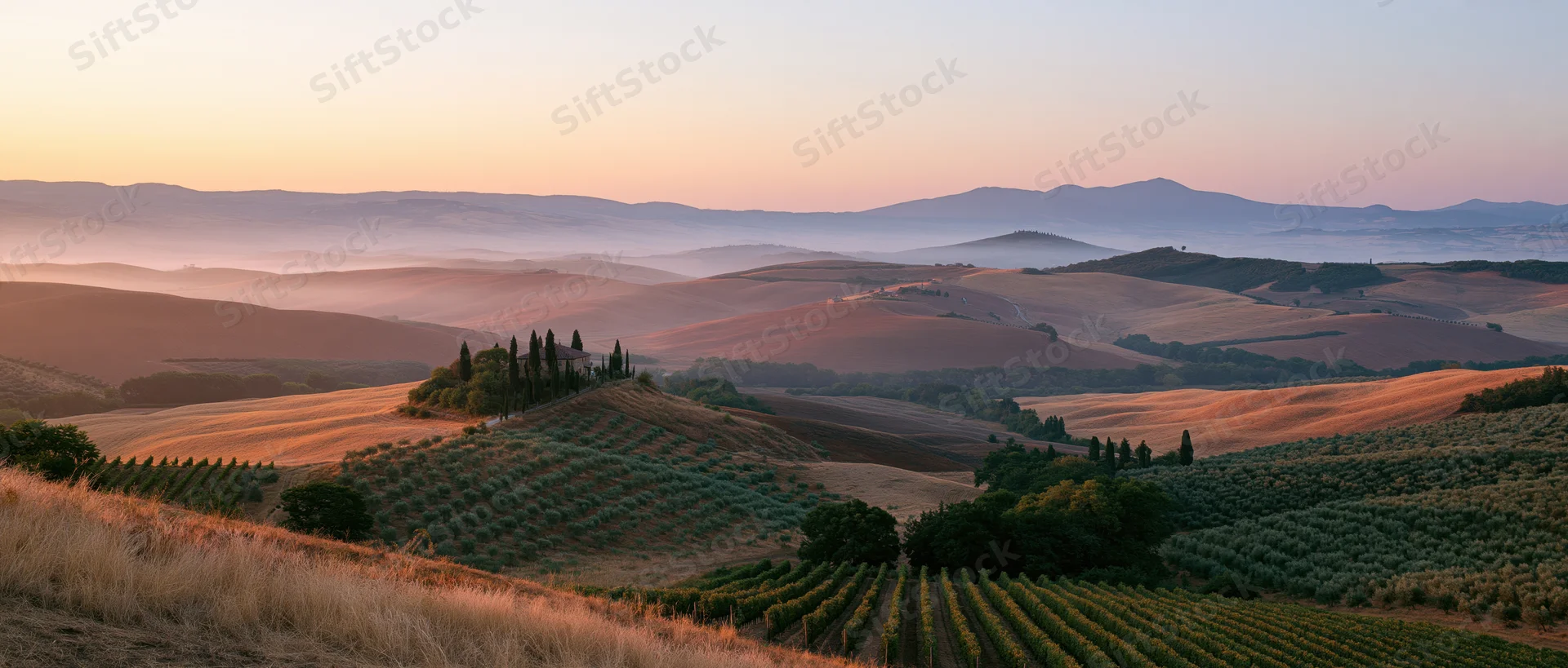 Rolling hills with vineyards and cypress trees at sunset in tuscany