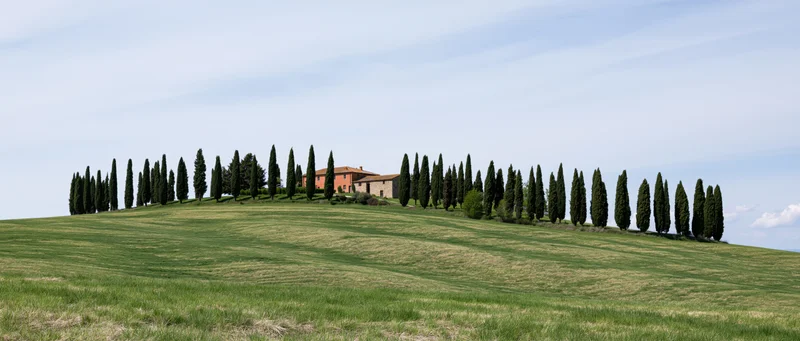 Cypress trees lining a grassy hill with a villa at the crest in tuscany