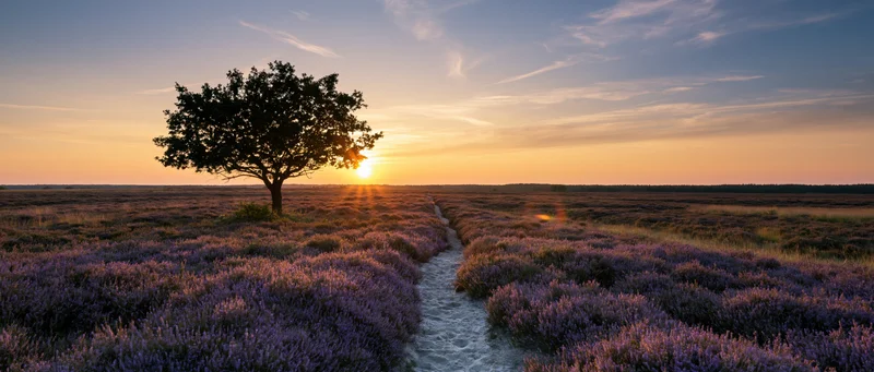 Lavender field with a tree and path at sunset