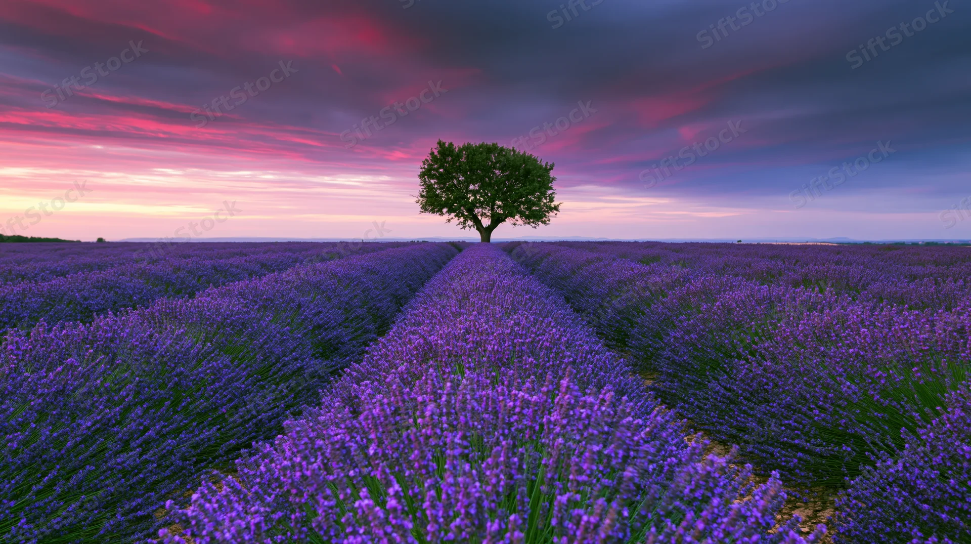 Lavender field with a single tree at sunset, rows stretching to the horizon