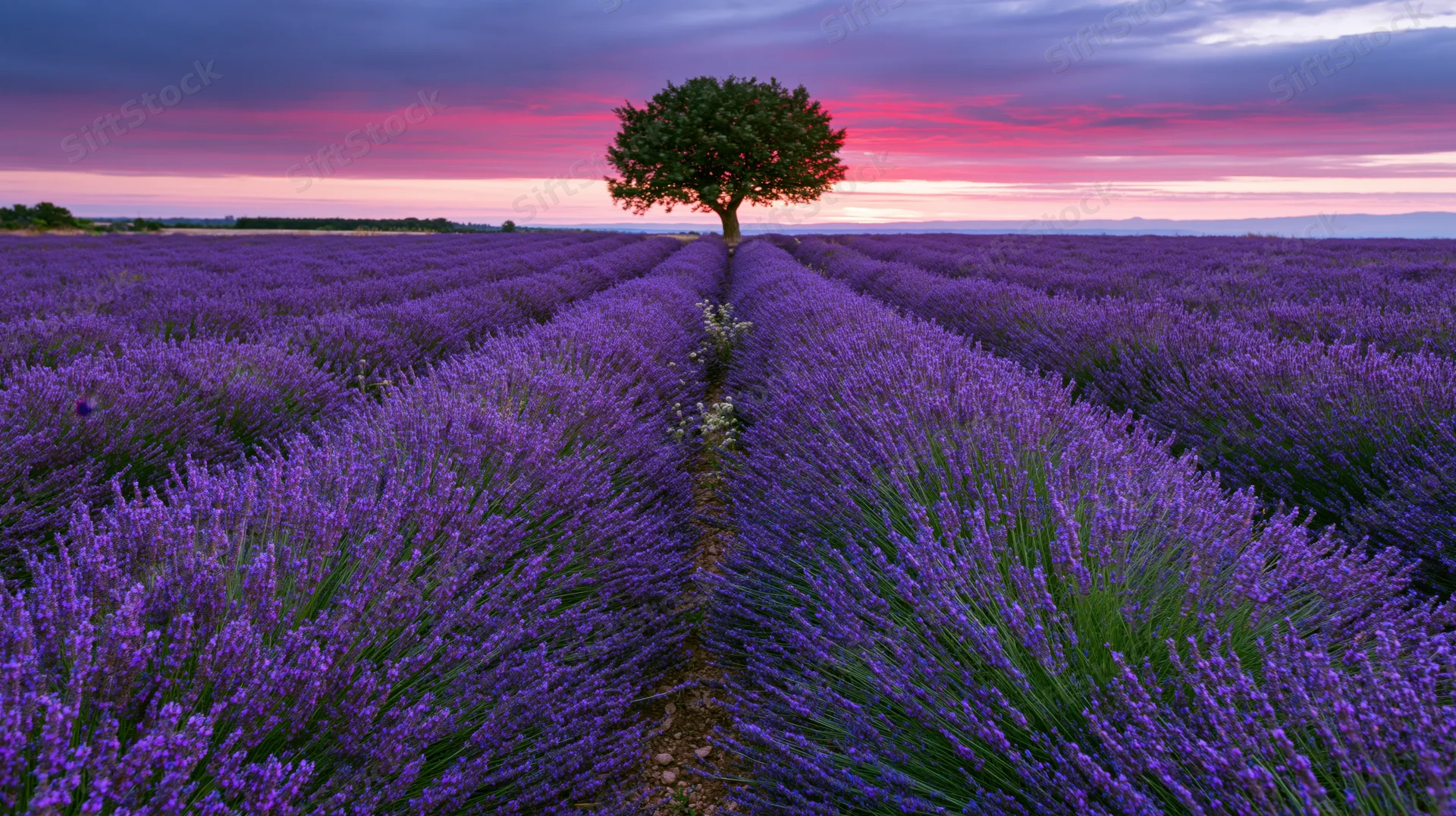Lavender field with a single tree at sunset, rows stretching into the horizon
