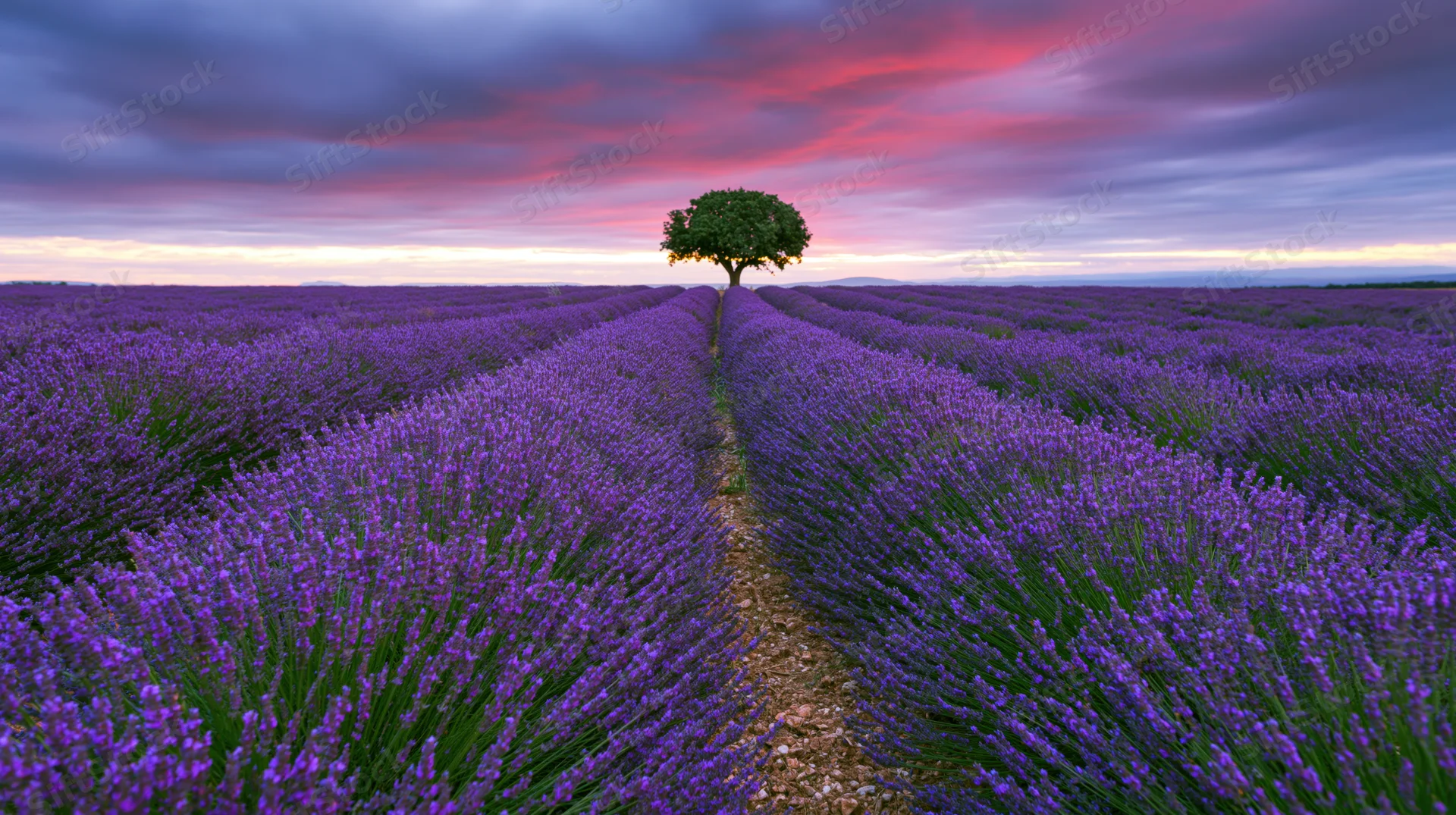 Lavender field with a lone tree at sunset, rows stretching to the horizon along a dirt path