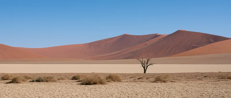 Red sand dunes rise behind a dead tree in a barren desert landscape