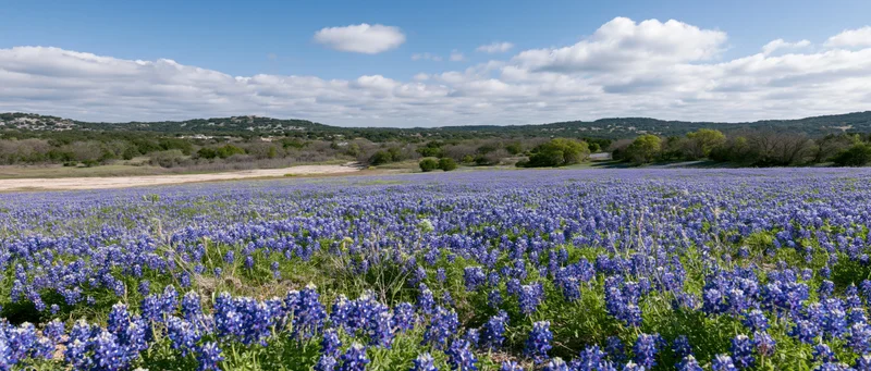 Bluebonnet wildflowers blooming across a vast field in texas countryside under a partly cloudy sky