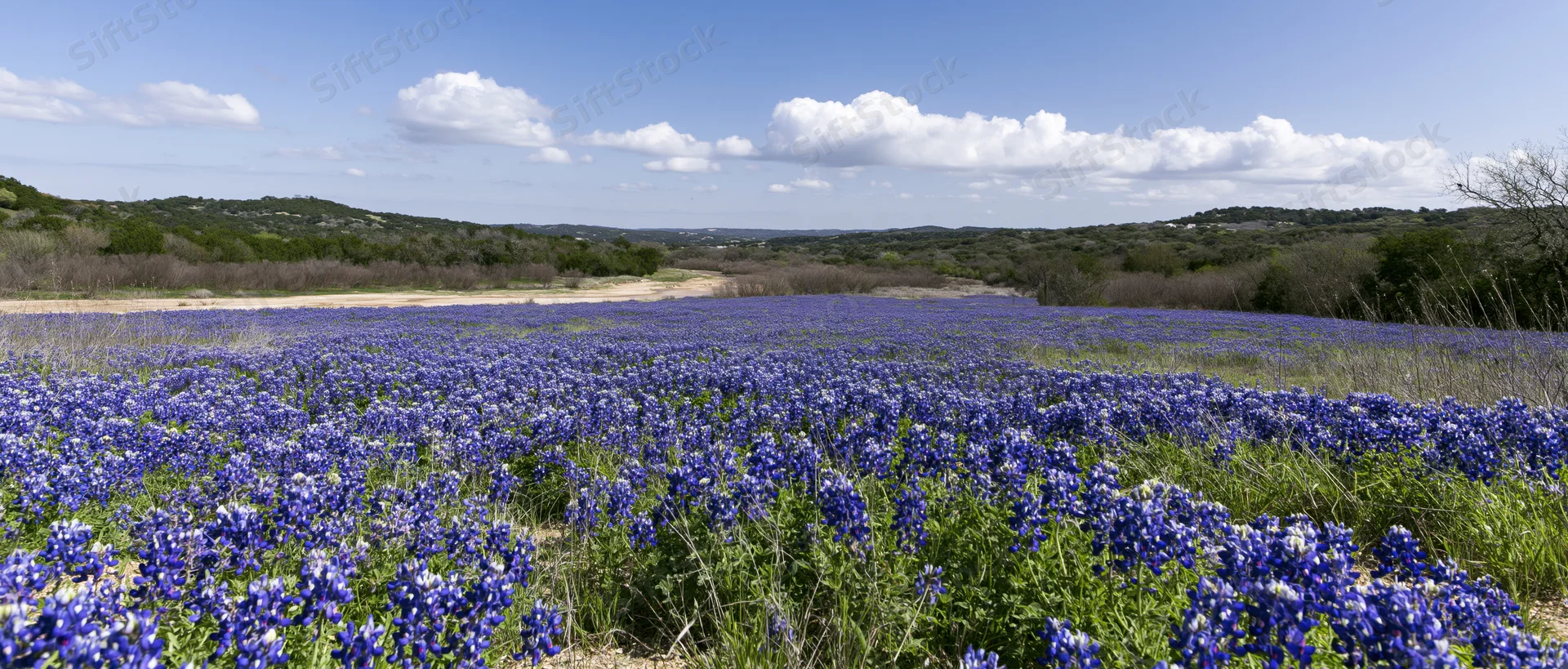 Bluebonnet wildflowers blooming across a vast field in the texas hill country under a partly cloudy sky