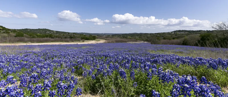 Bluebonnet wildflowers blooming across a vast field in the texas hill country under a partly cloudy sky