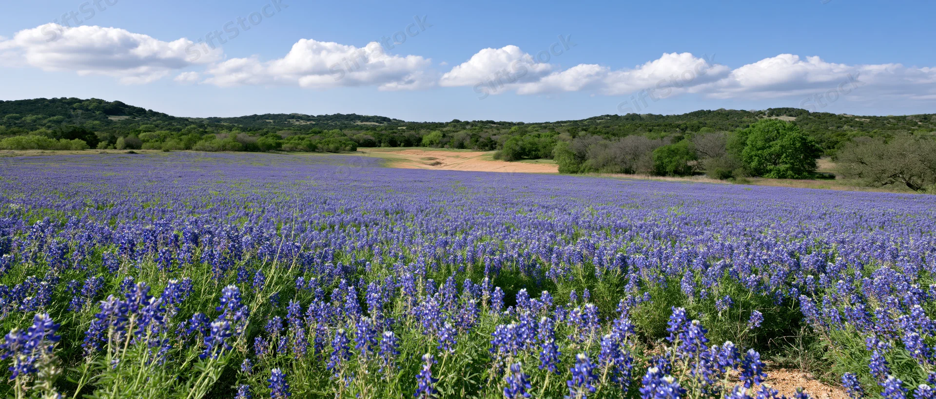 Bluebonnet wildflowers blooming across a vast field in texas countryside under a partly cloudy sky