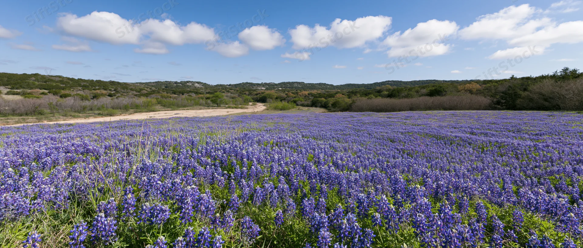 Bluebonnet wildflowers blooming in a vast field under a blue sky with scattered clouds in a rural texas landscape